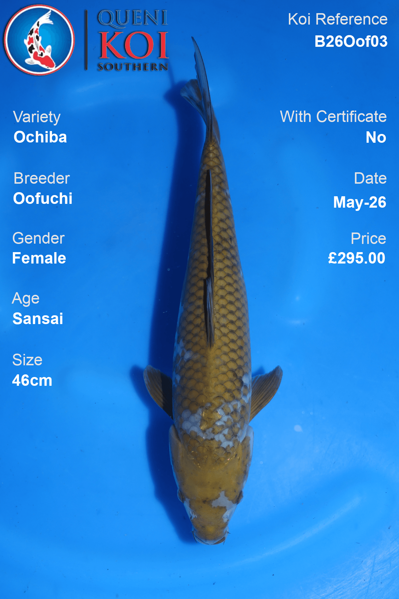 Female Ochiba Koi Carp B26Oof03 46cm Sansai by Oofuchi with warm cha tones and reticulated scale detail