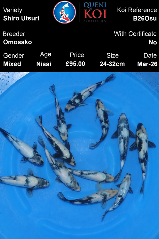 Omosako Shiro Utsuri B26Osu top view 24-32cm Nisai mixed koi