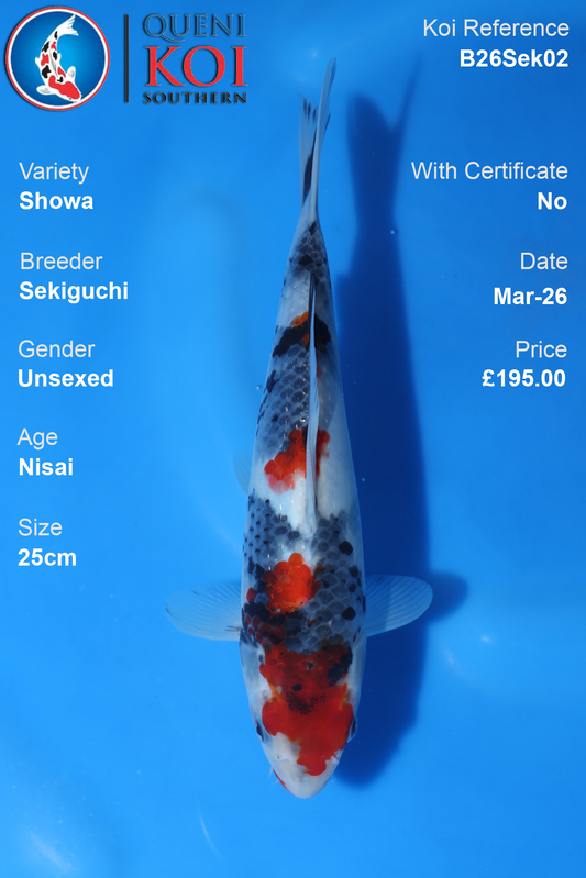 Showa Koi 25cm by Sekiguchi, variety Nisai, for sale at £195, not certified, image shows koi on blue background.