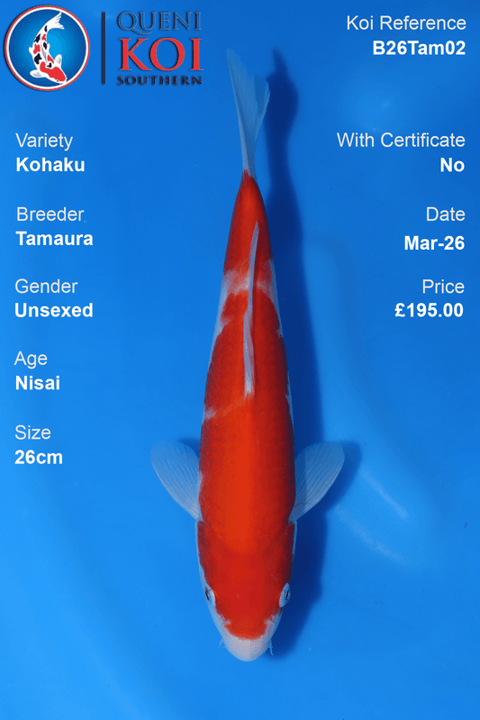 Kohaku Koi B26Tam02 premium koi 26cm