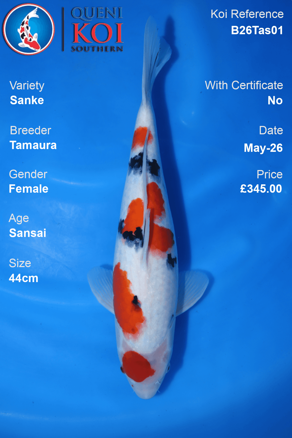 Premium Sanke Koi Carp B26Tas01 female 44cm by Tamaura with balanced beni, sumi and shiroji pattern