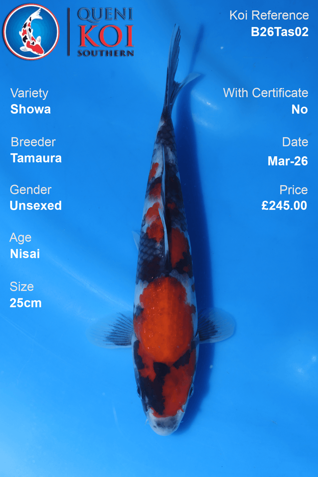 Showa Koi B26Tas02 top view 25cm