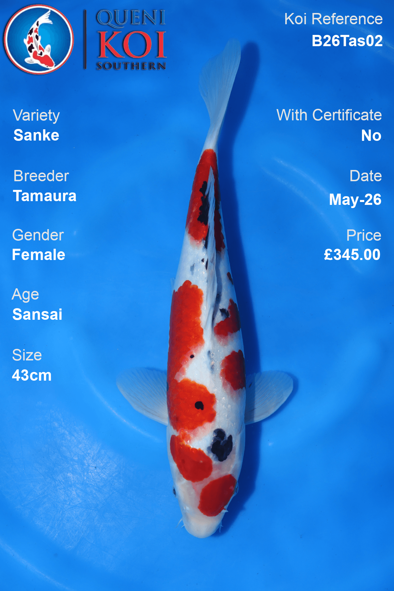 Female Sanke Koi Carp B26Tas02 43cm Sansai by Tamaura with broad beni, neat sumi and open shiroji