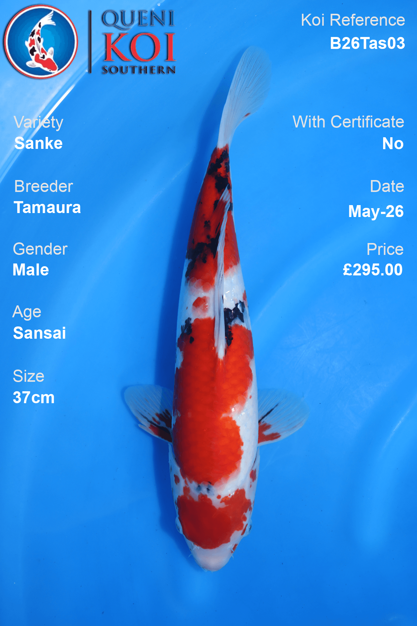 Japanese Sanke Koi Carp B26Tas03 male 37cm Sansai by Tamaura with beni, sumi and shiroji markings