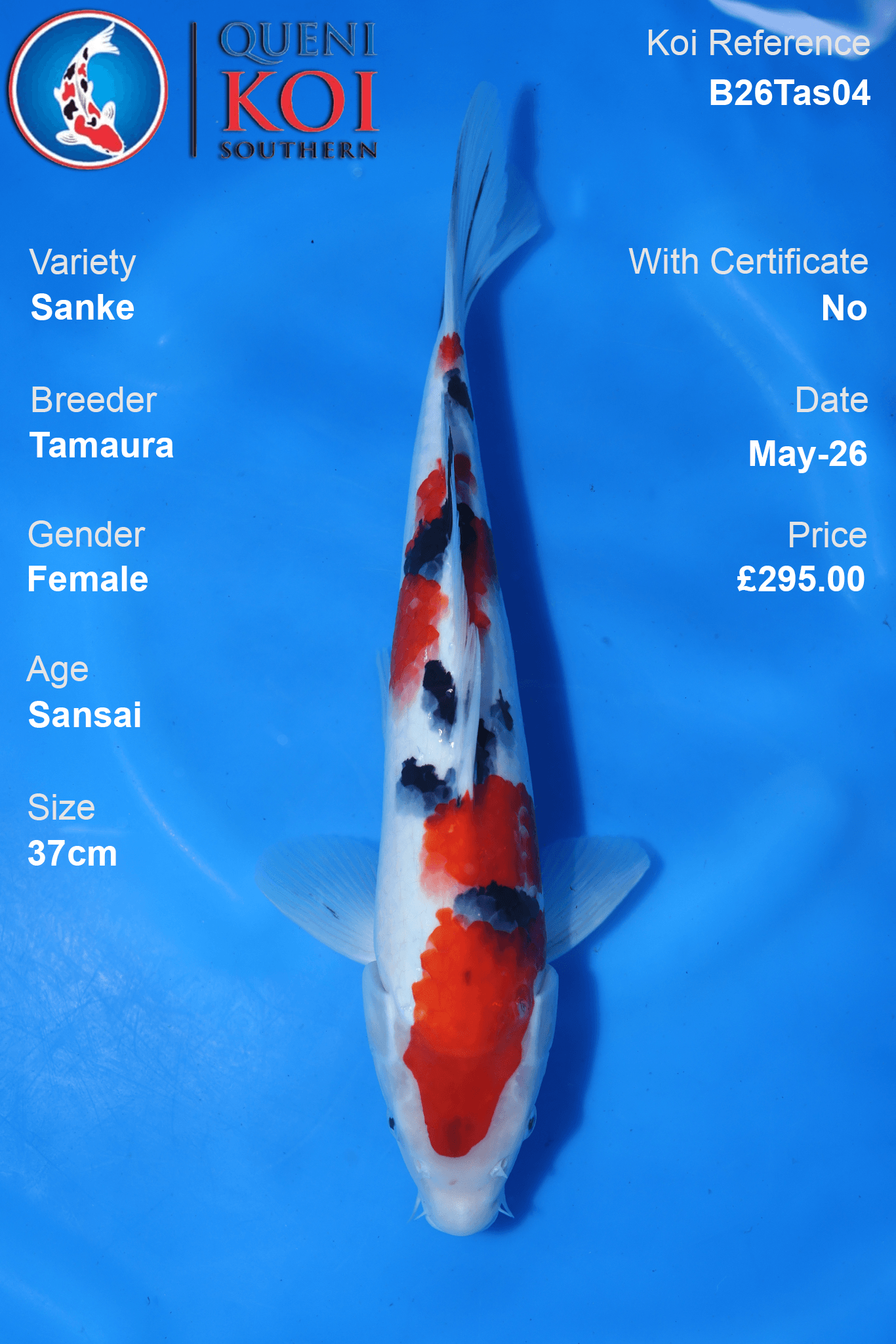 Tamaura Sanke Koi Carp B26Tas04 female 37cm Sansai with beni, sumi and shiroji markings