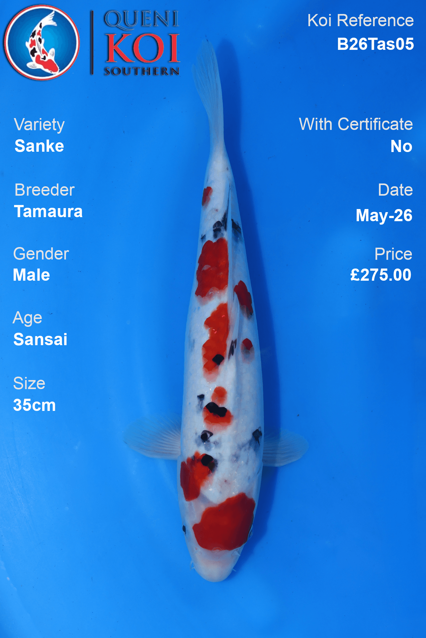 Male Sanke Koi Carp B26Tas05 35cm Sansai by Tamaura with bright beni, compact sumi and clean shiroji