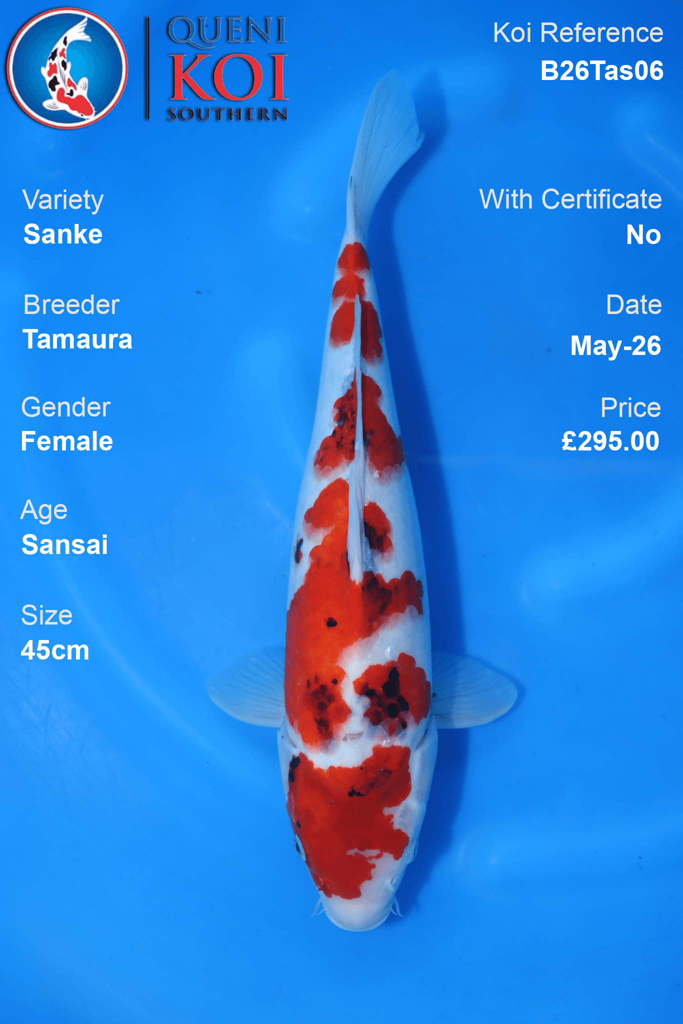 Sanke Koi Carp B26Tas06 female 45cm Sansai by Tamaura with beni, sumi and shiroji pattern