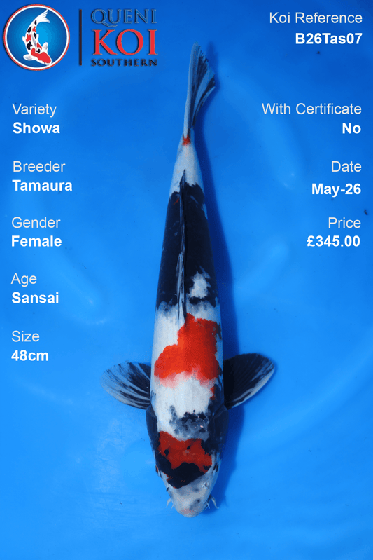 Large Showa Koi Carp B26Tas07 female 48cm by Tamaura with rich beni, heavy sumi and clear shiroji pattern