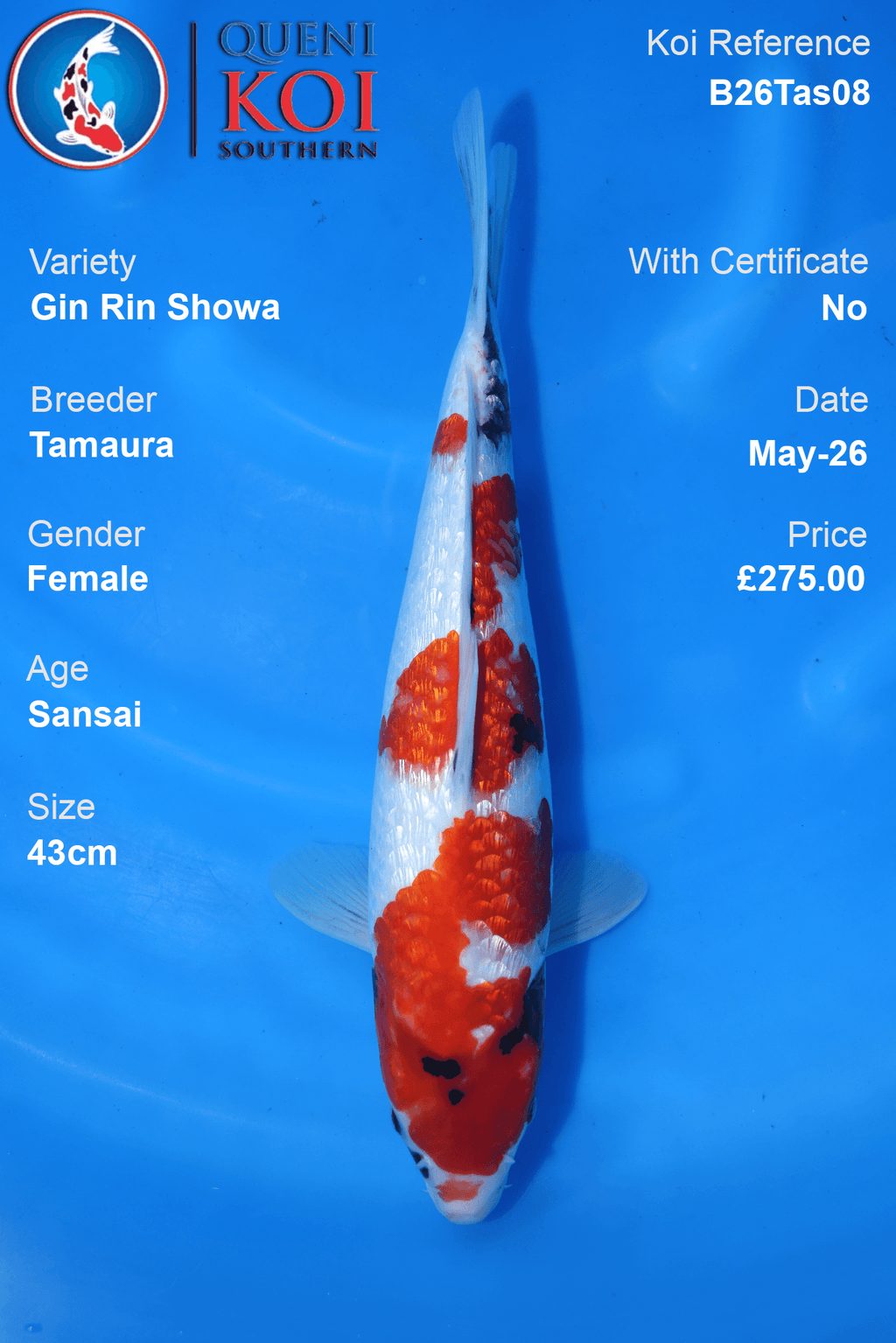 Gin Rin Showa Koi Carp B26Tas08 female 43cm Sansai by Tamaura with beni, sumi, shiroji and sparkling scales