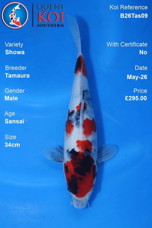 Male Showa Koi Carp B26Tas09 34cm Sansai by Tamaura with beni, sumi and shiroji pattern