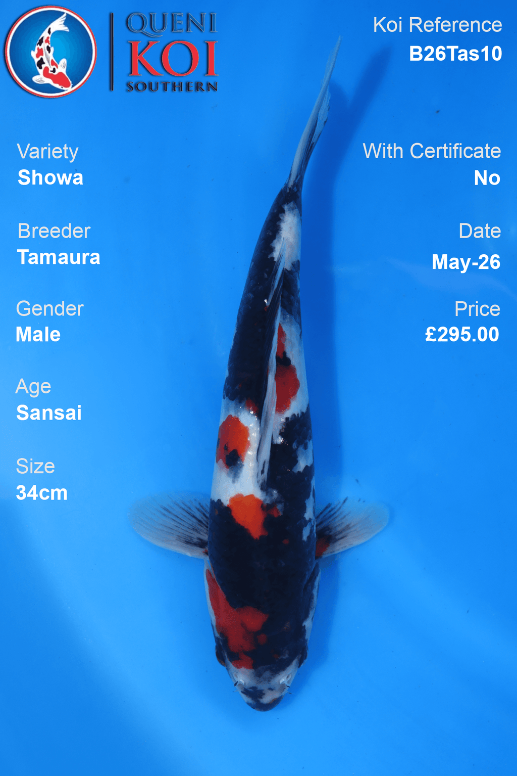 Showa Koi Carp B26Tas10 male 34cm Sansai by Tamaura with beni, sumi and shiroji markings