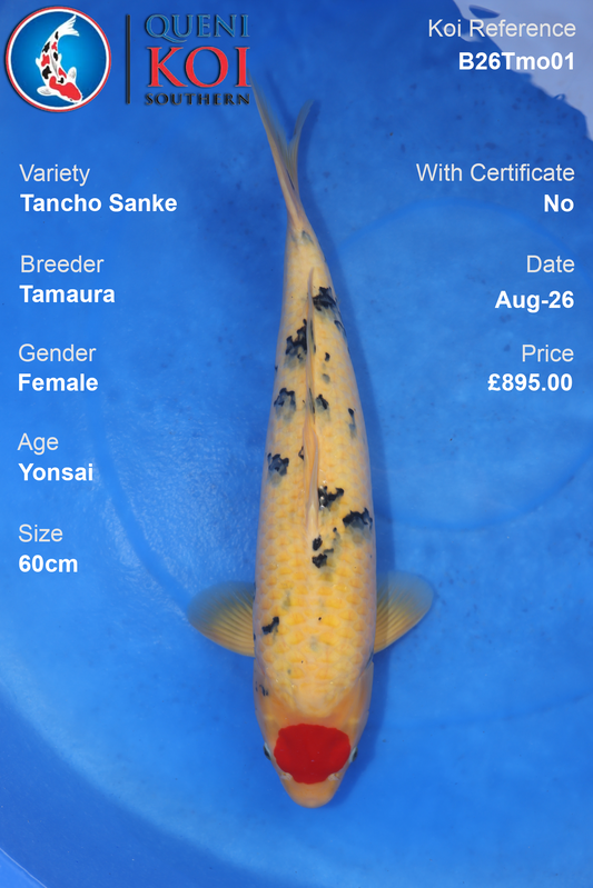 Tancho Sanke by Tamaura Female 60cm - B26Tmo01