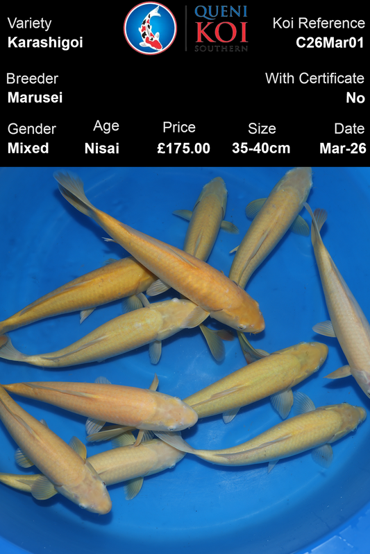 Marusei Karashigoi Koi 35-40cm Nisai mixed Japanese koi selection reference C26Mar01