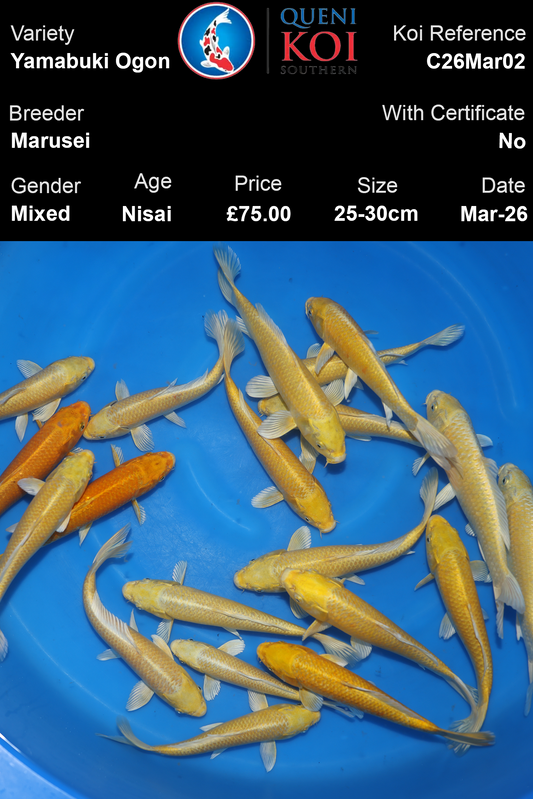 Marusei Yamabuki Ogon Koi 25-30cm Nisai mixed Japanese koi selection reference C26Mar02