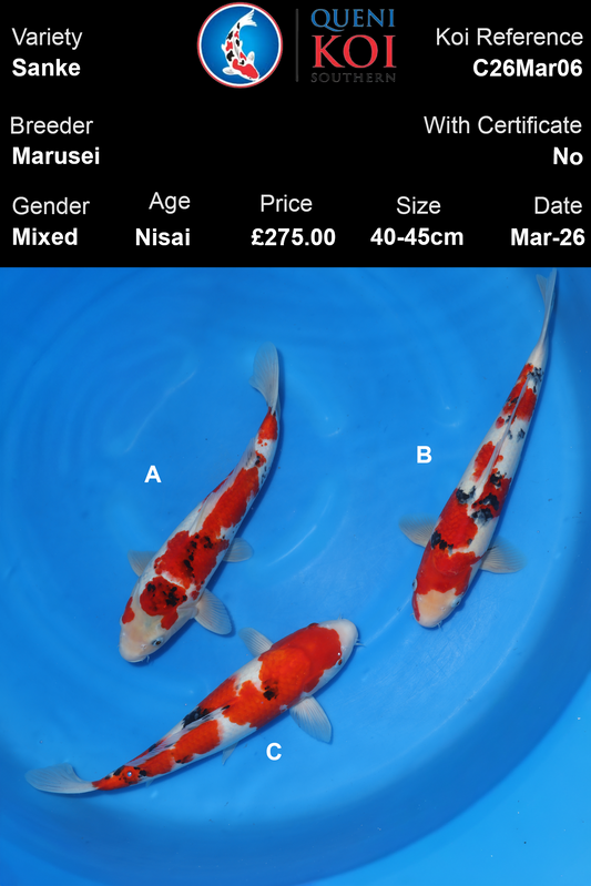 Marusei Sanke Koi 40-45cm - Nisai C26Mar06