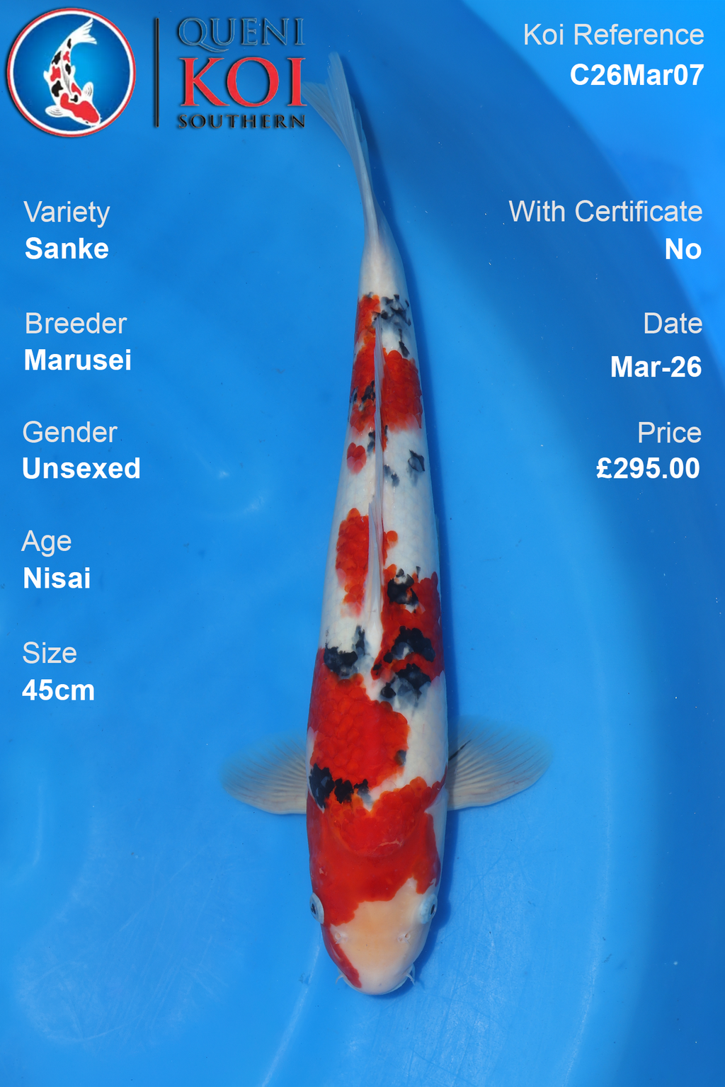 Marusei Sanke – Nisai – 45cm – C26Mar07