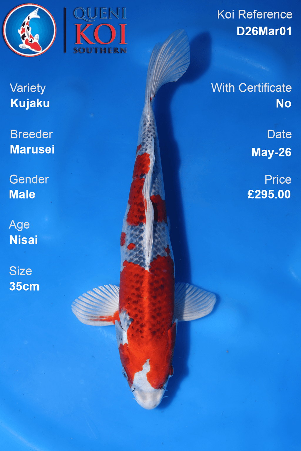 Kujaku Koi Carp D26Mar01 male 35cm Nisai by Marusei with beni, shiroji and defined scale detail