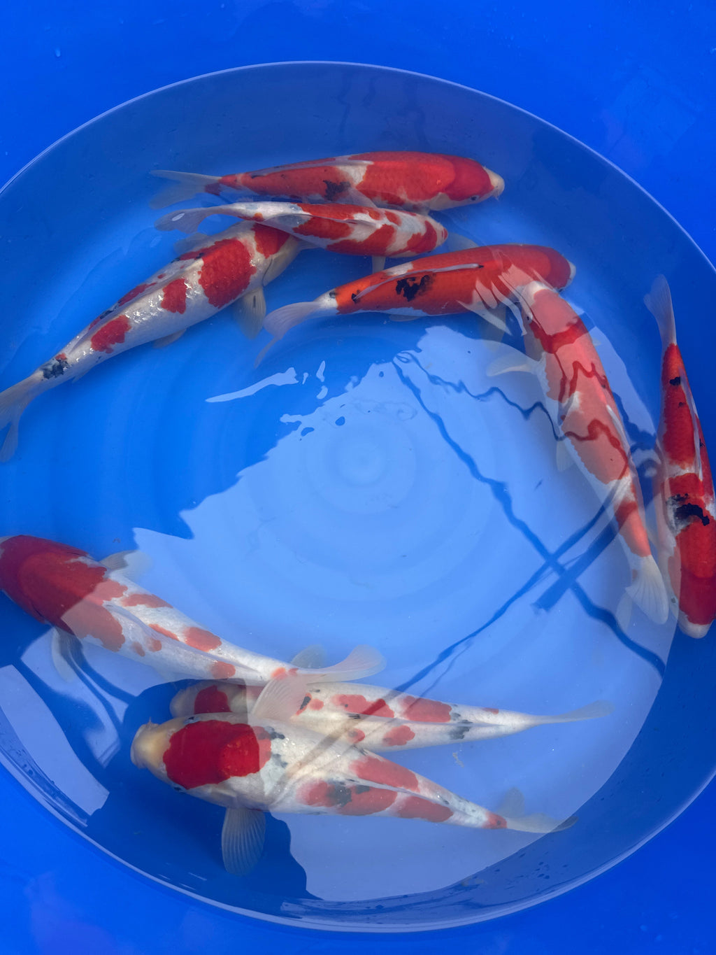 Jumbo Yamamatsu Tosai Mix - S25YAM