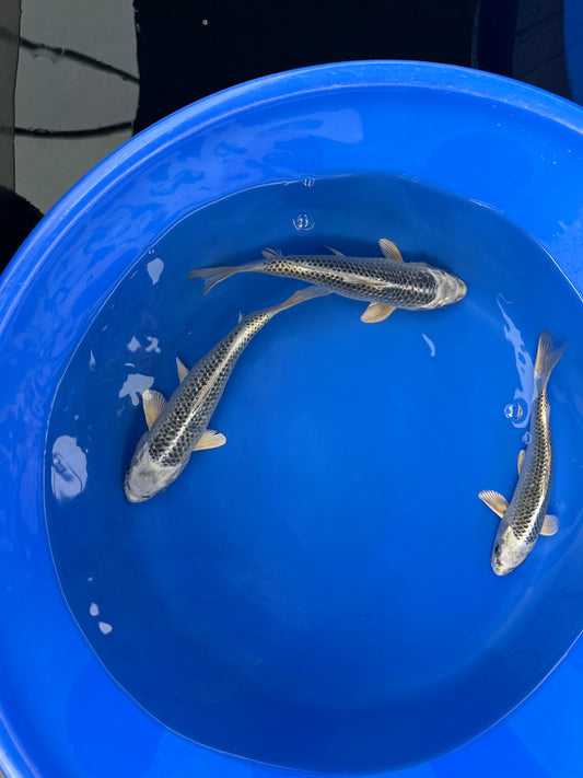 Aka and Gin Matsuba Mix - S25HMM