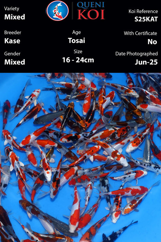 Kase Tosai Mix - S25KAT