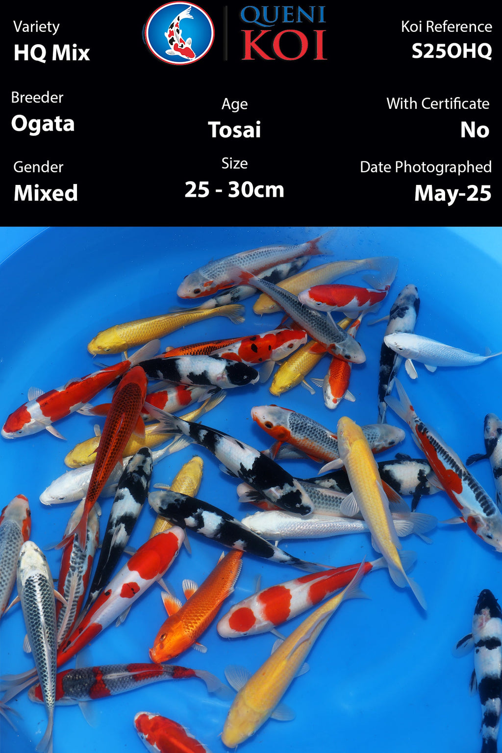 Ogata HQ Mix - S25OHQ