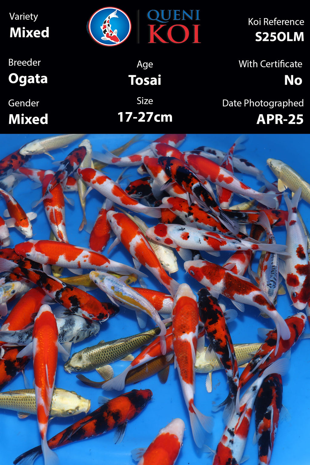 Ogata Tosai Mix - S25OLM