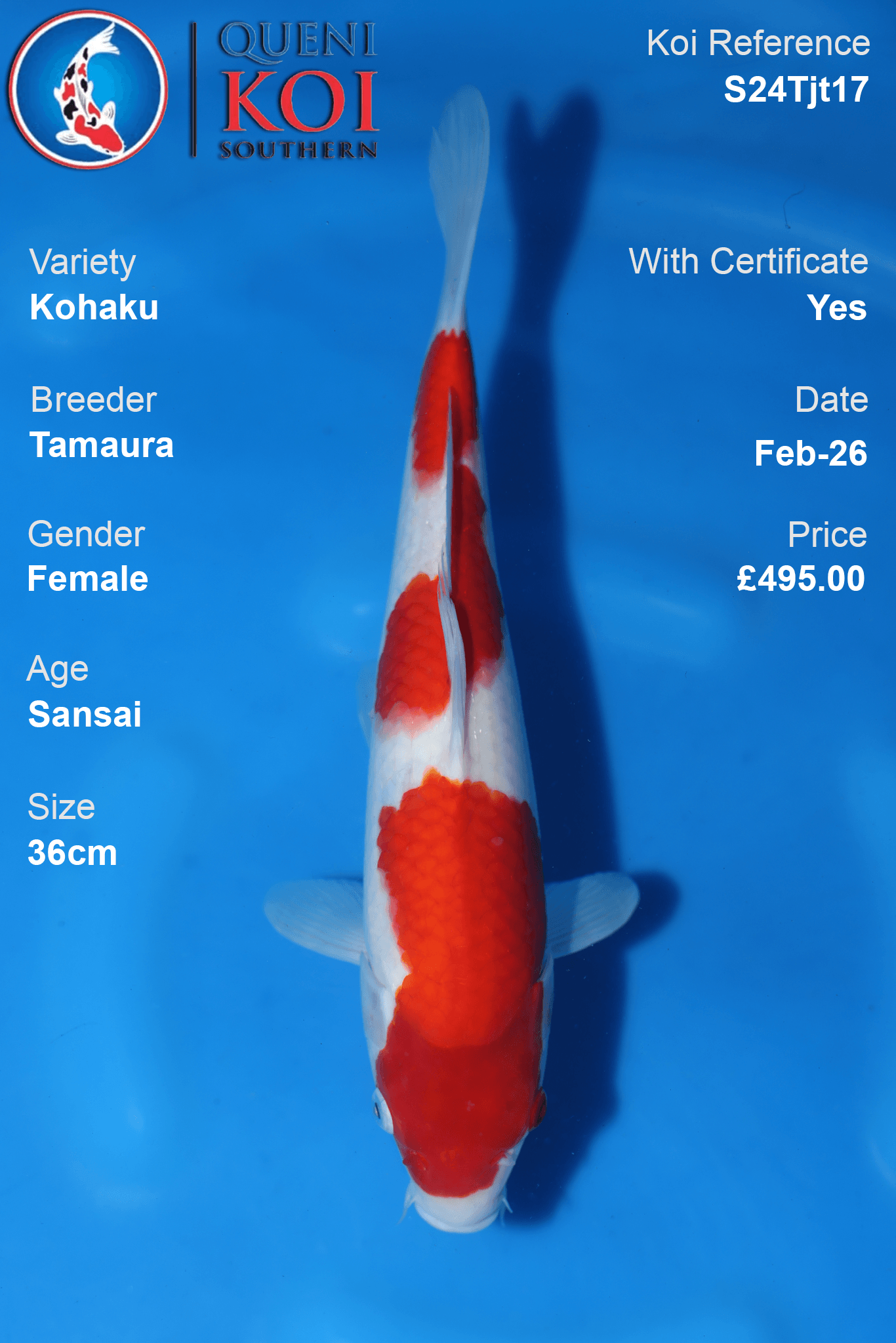 Tamaura Kohaku Koi female Sansai 36cm S24Tjt17