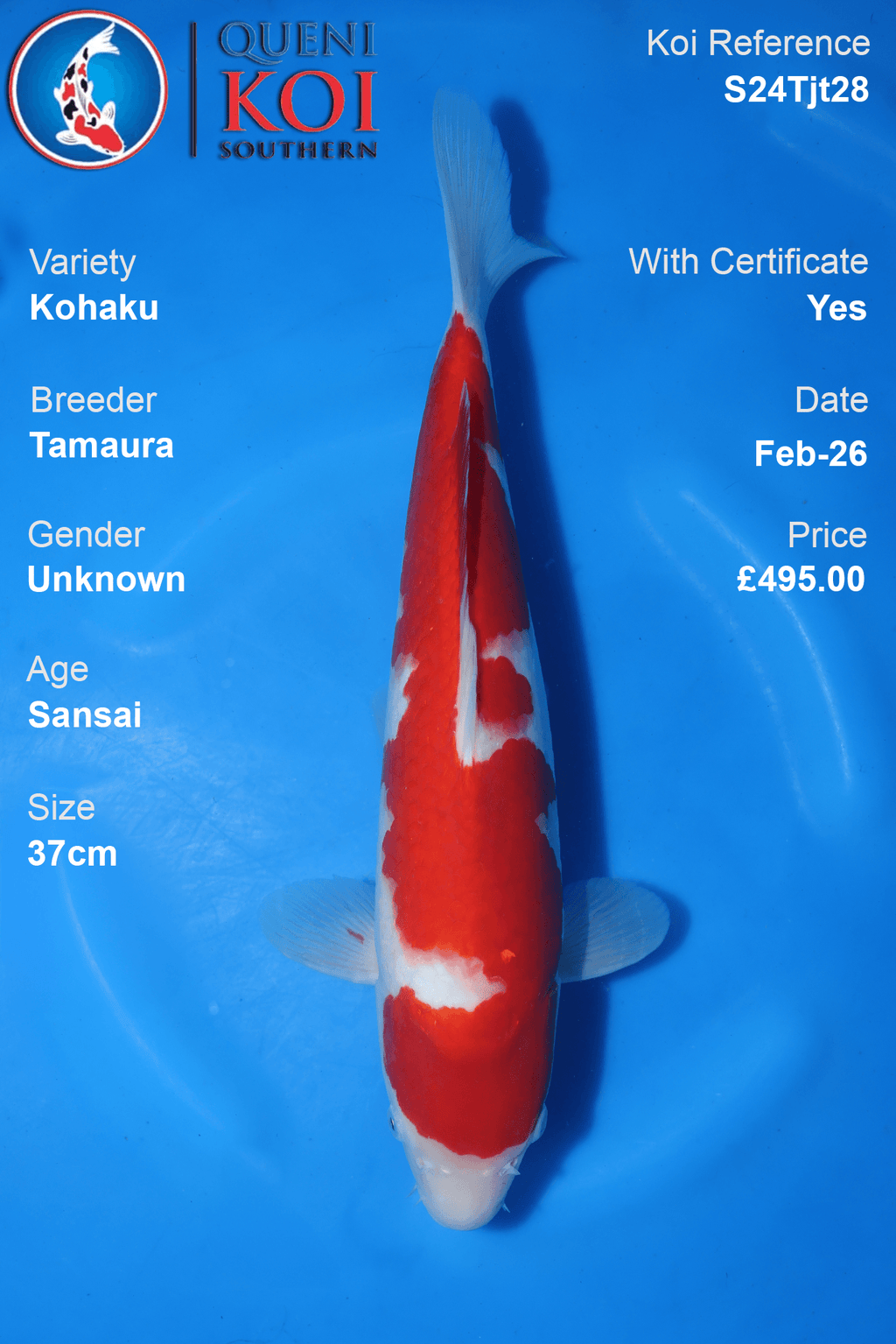 Kohaku Koi Sansai 37cm Tamaura S24Tjt28