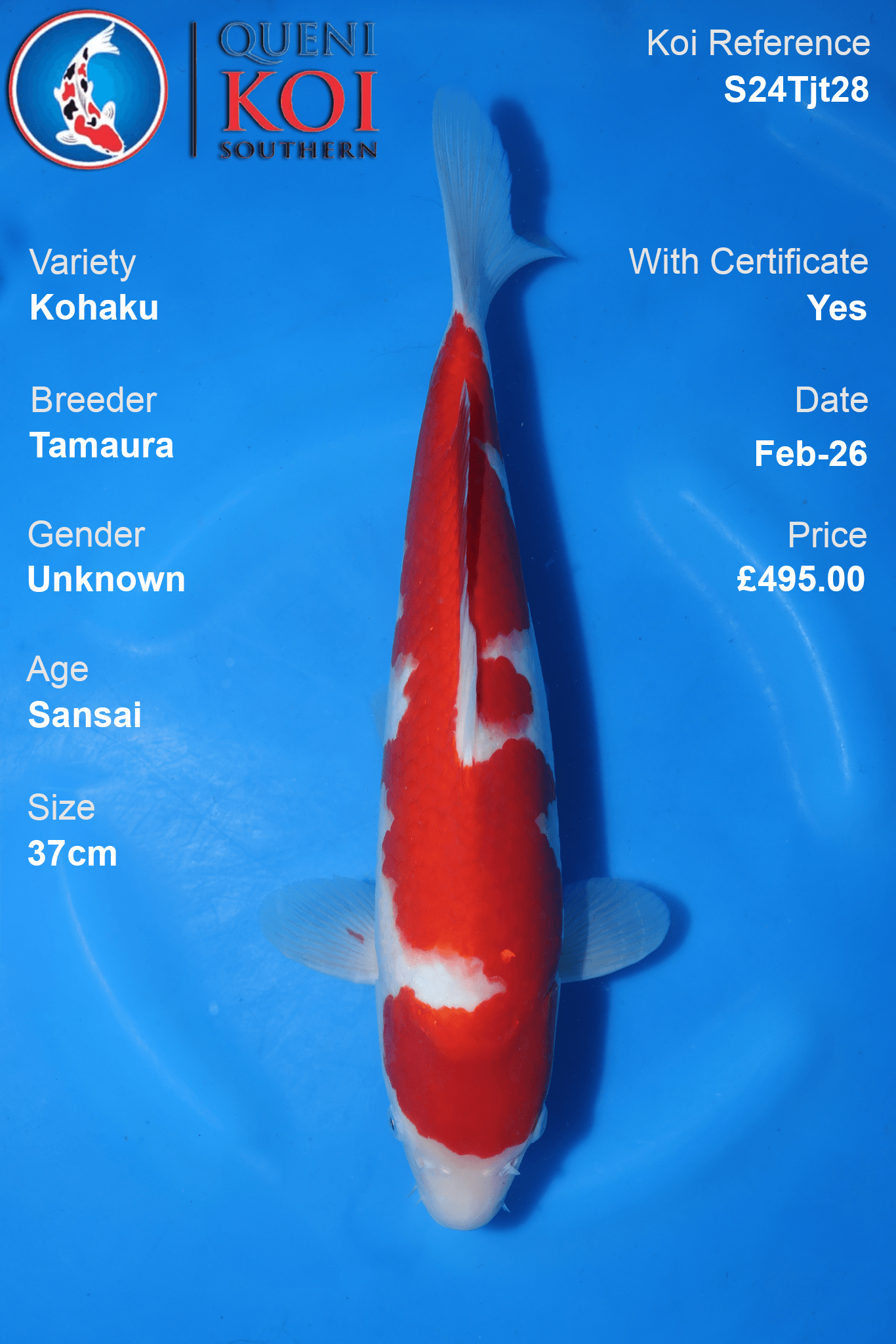Kohaku Koi Sansai 37cm Tamaura S24Tjt28