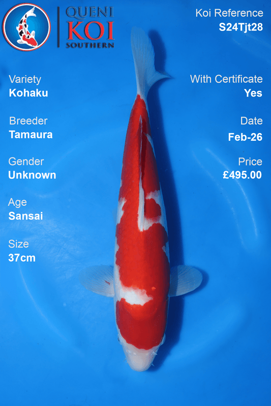 Kohaku Koi Sansai 37cm Tamaura S24Tjt28