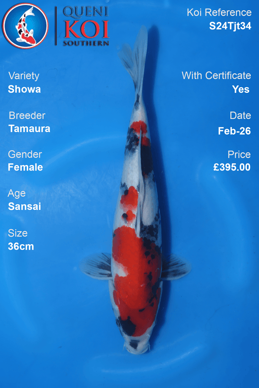 Showa Koi female Sansai 36cm Tamaura S24Tjt34