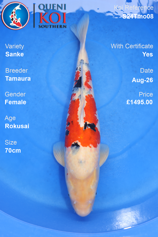 Sanke Koi – Female Rokusai 70cm from Tamaura S24Tmo08