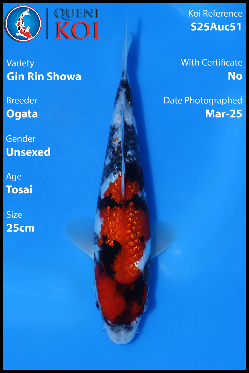 Gin Rin Showa - S25Auc51