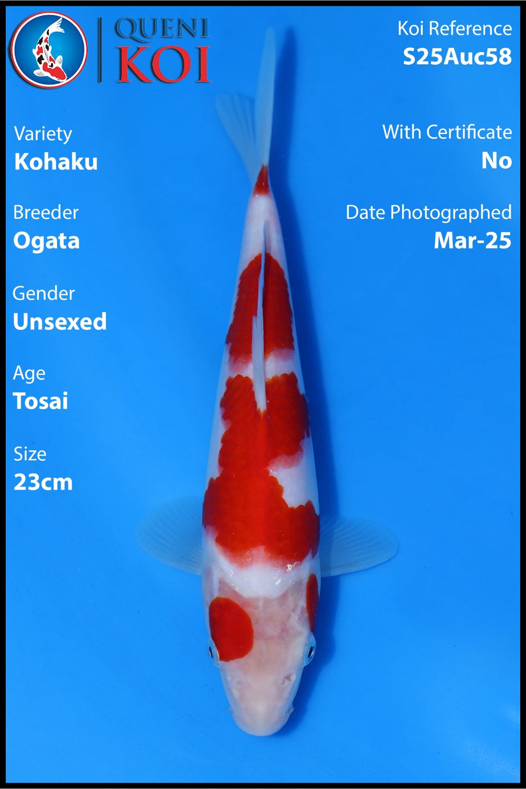 Kohaku - S25Auc58