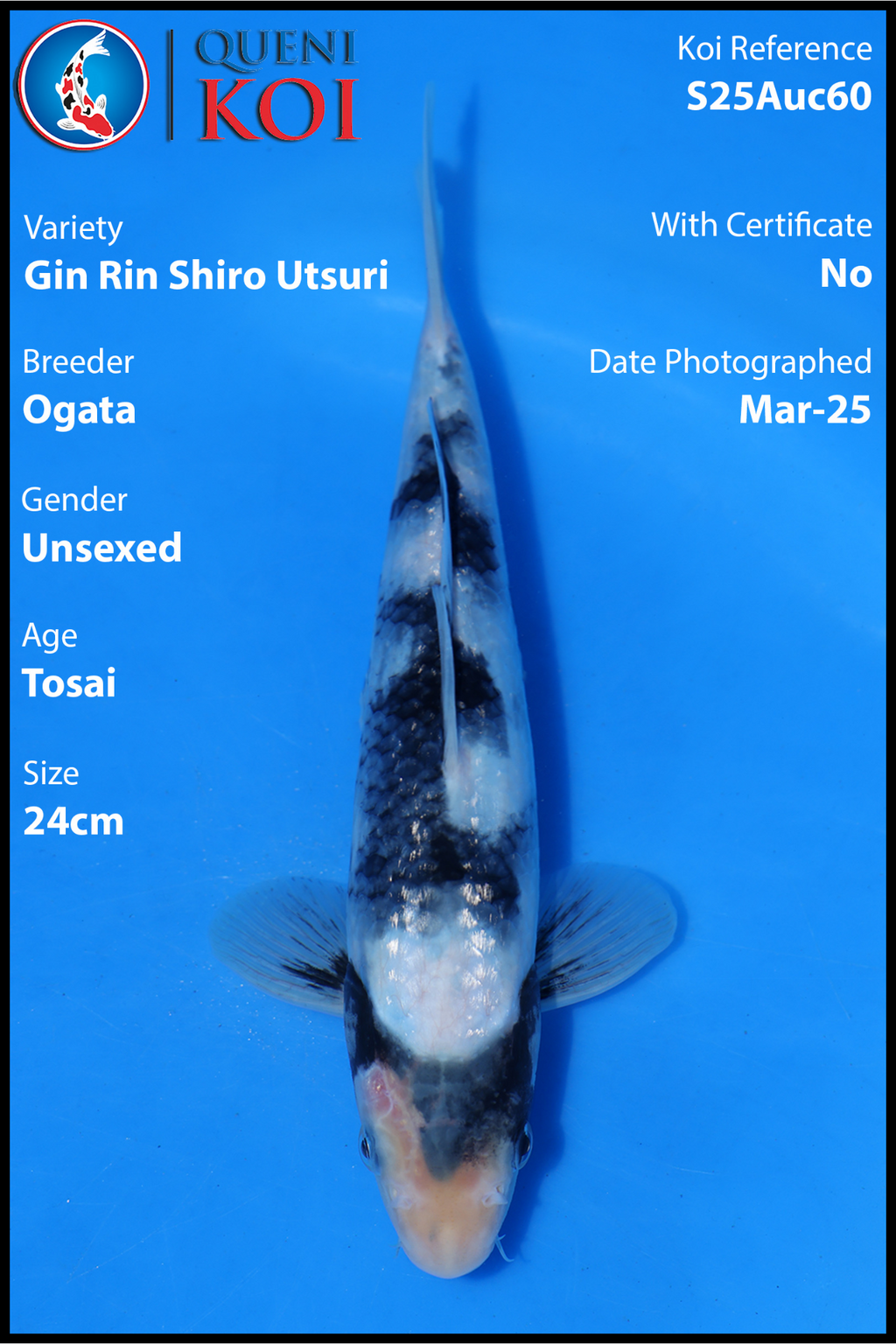 Gin Rin Shiro Utsuri - S25Auc60