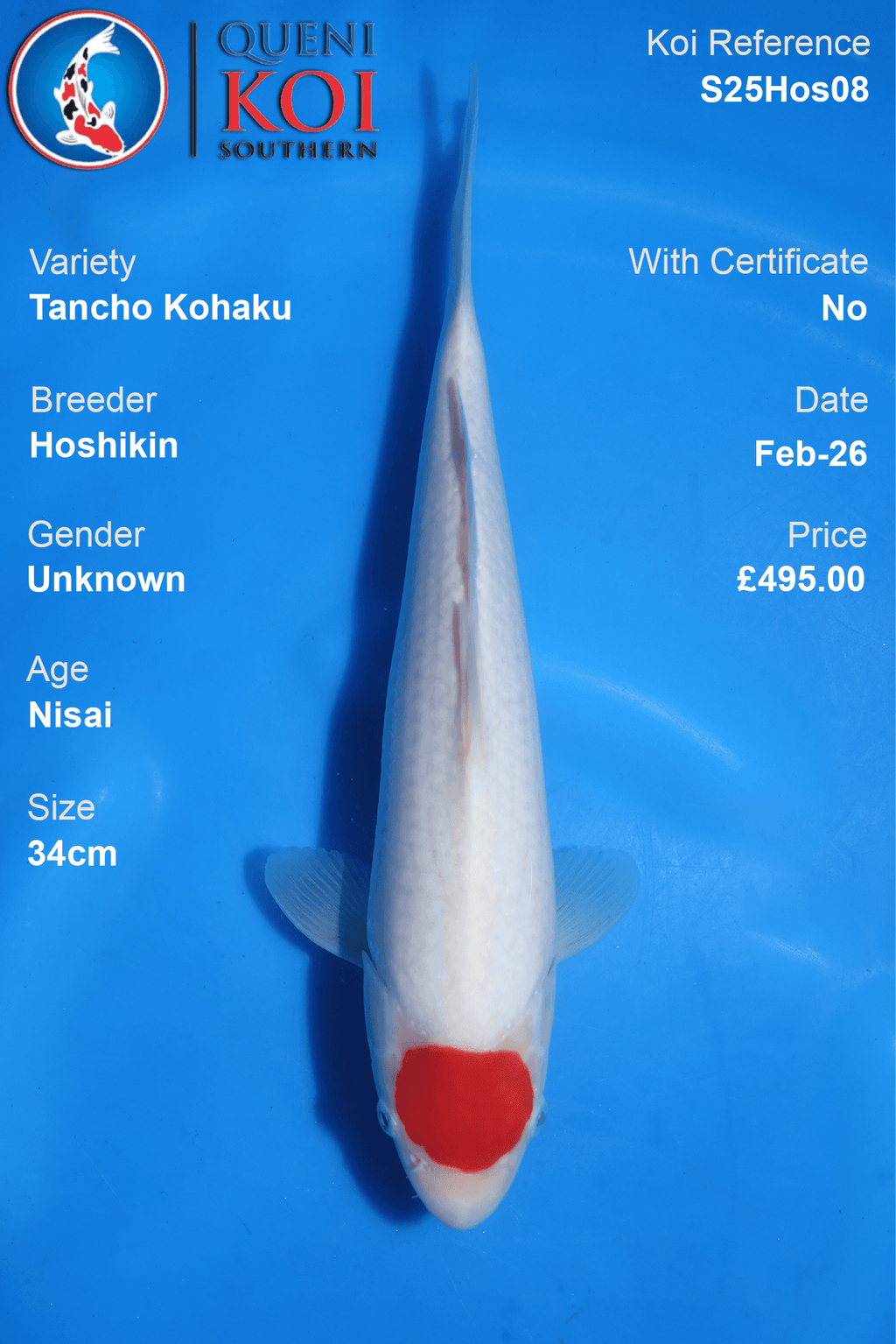 Tancho Kohaku - S25Hos08