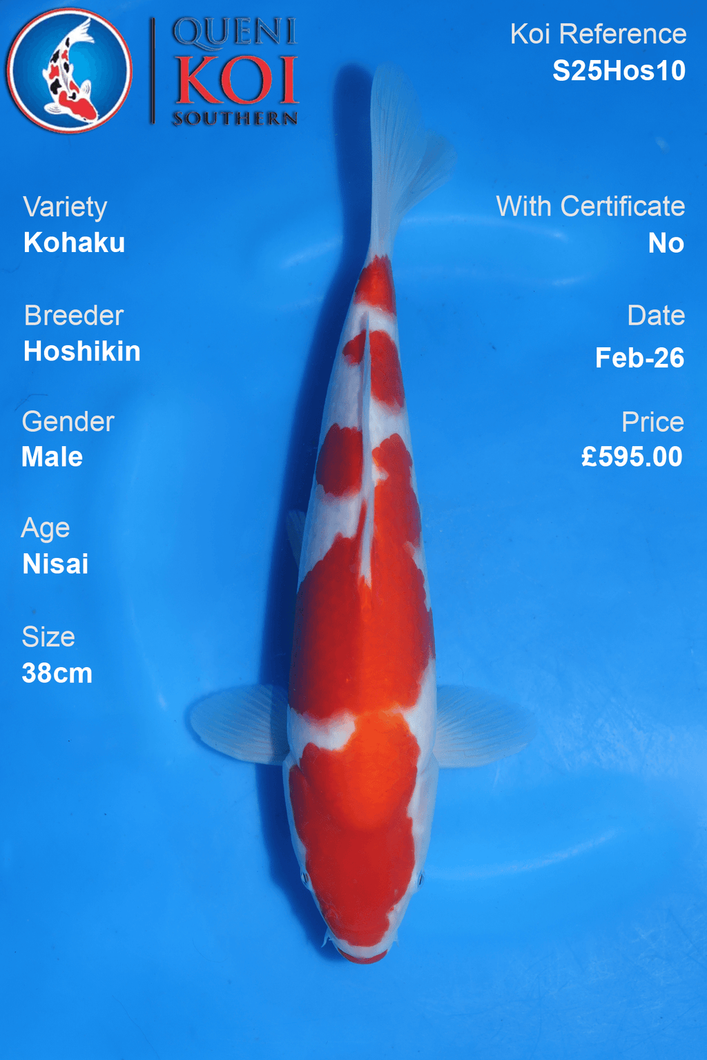 Kohaku - S25Hos10
