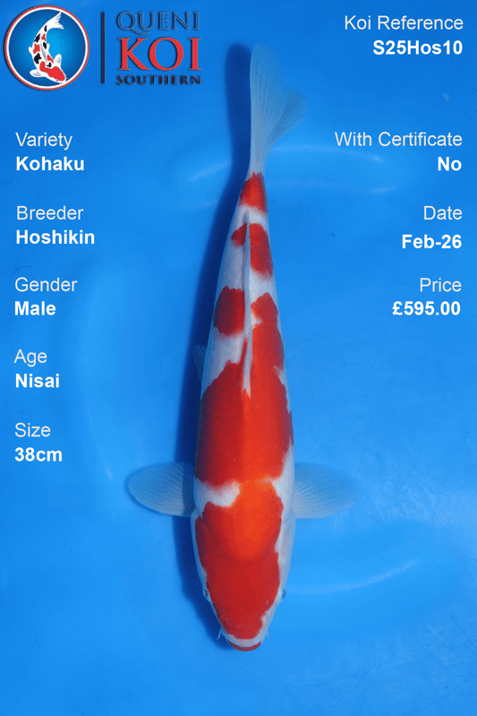 Kohaku - S25Hos10