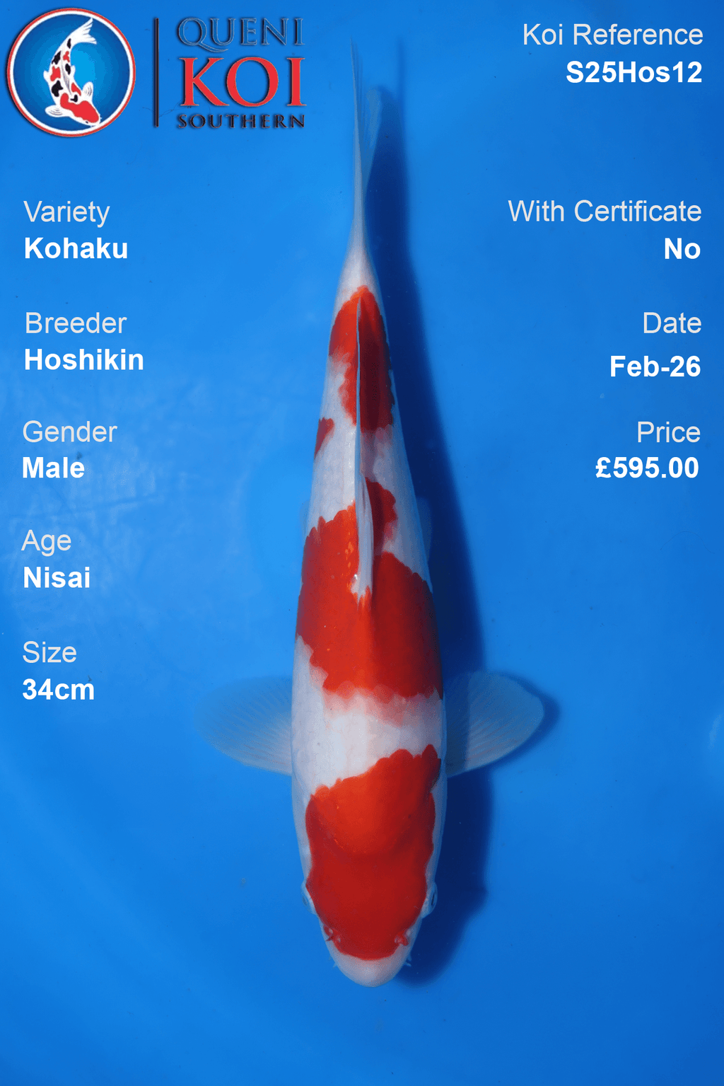 Kohaku - S25Hos12