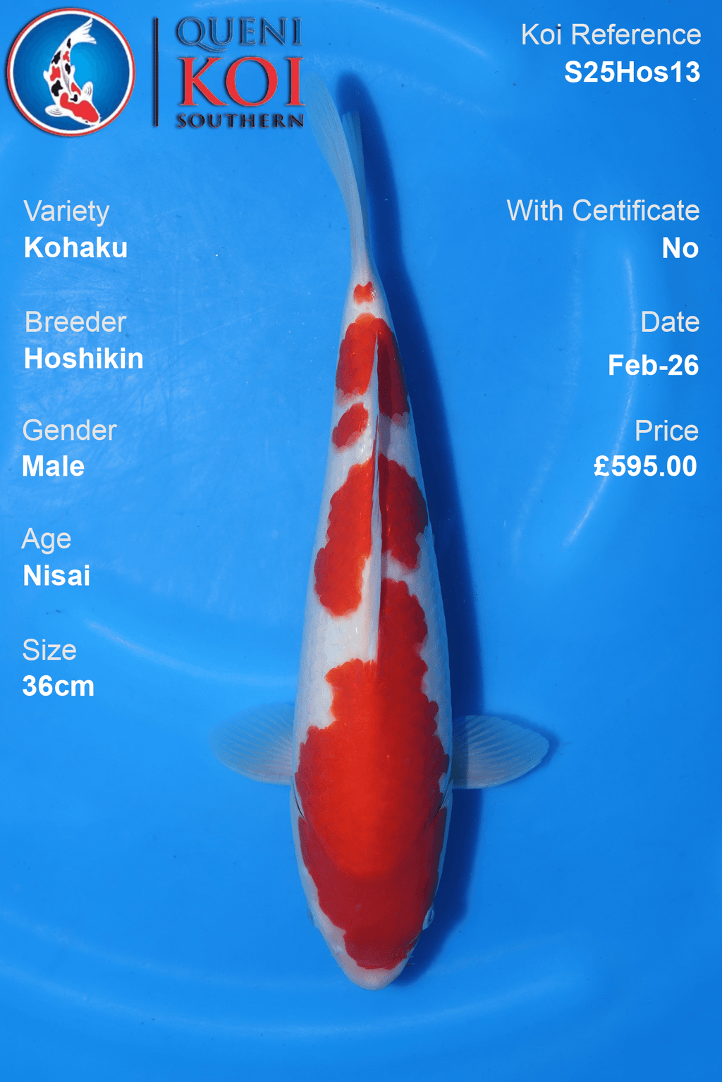 Kohaku - S25Hos13