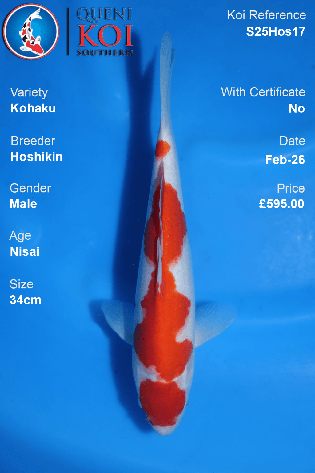 Kohaku - S25Hos17