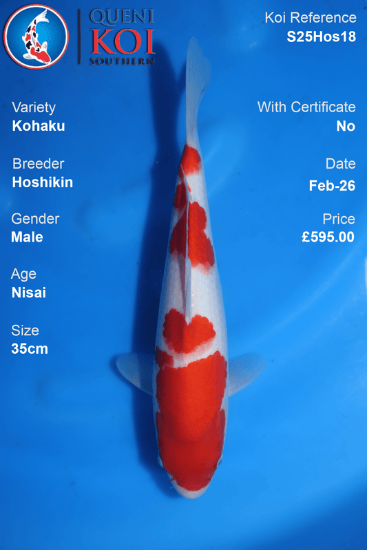 Kohaku - S25Hos18