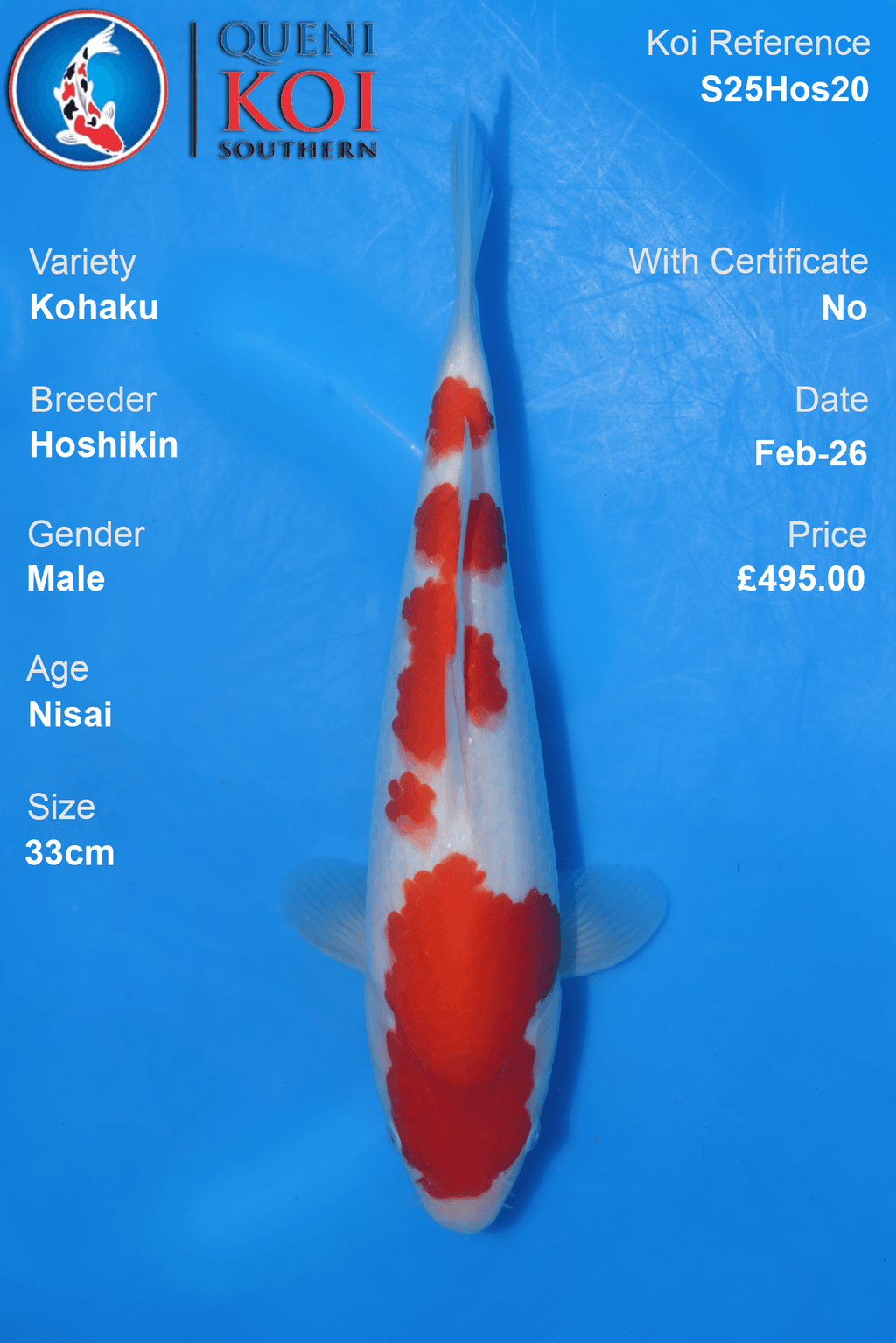 Kohaku - S25Hos20