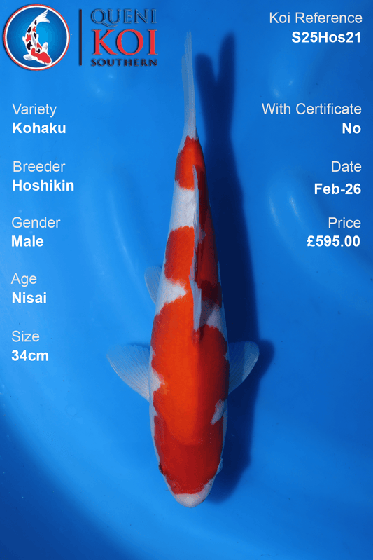 Kohaku - S25Hos21