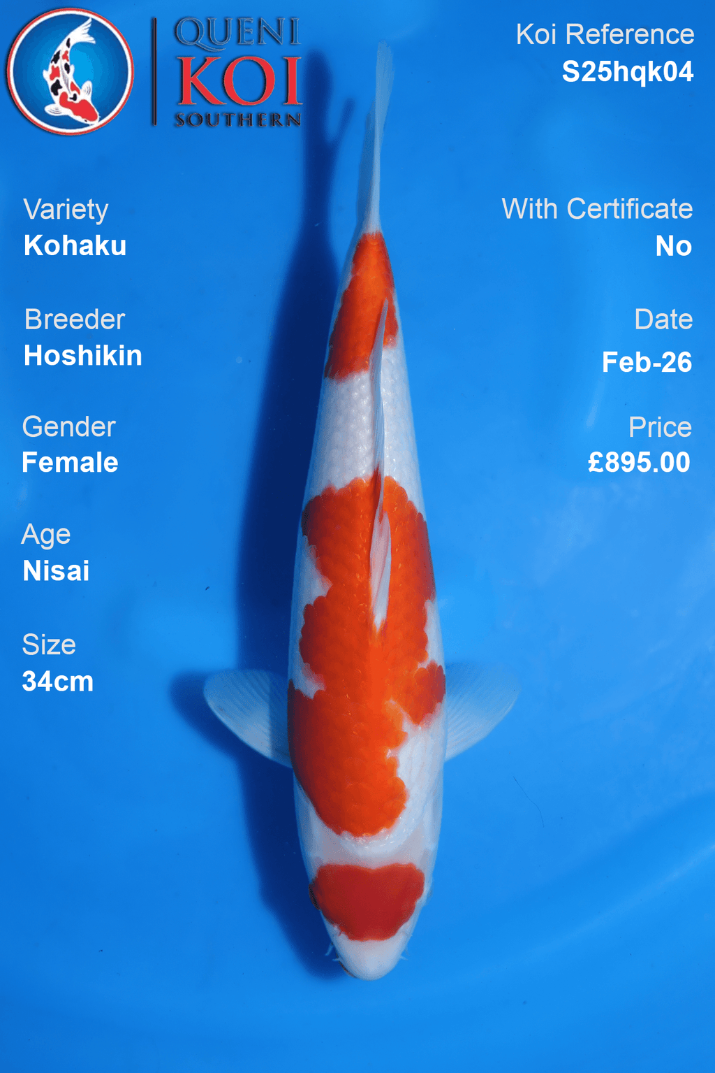 Kohaku - S25Hqk04