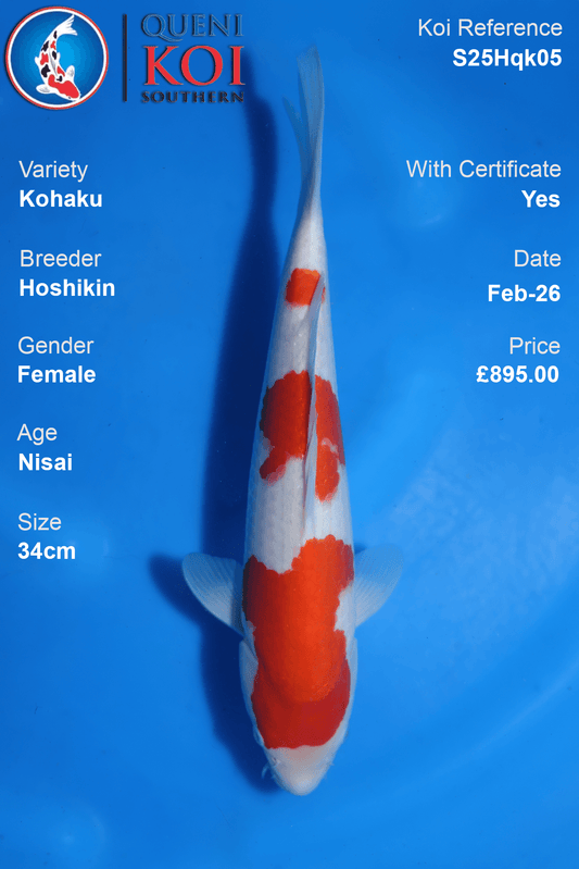 Kohaku - S25Hqk05