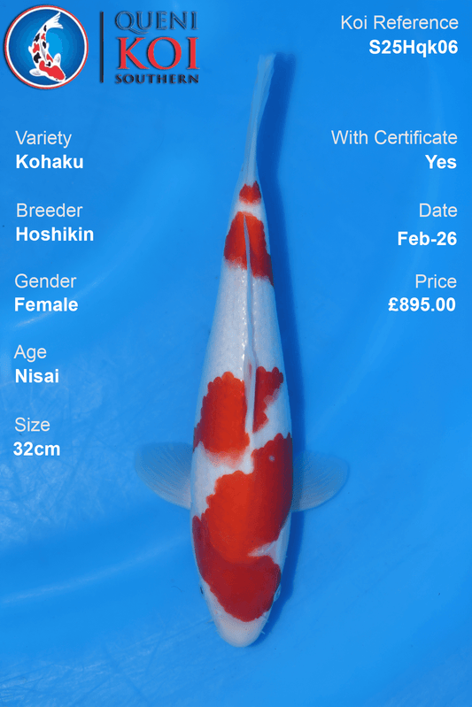 Kohaku - S25Hqk06