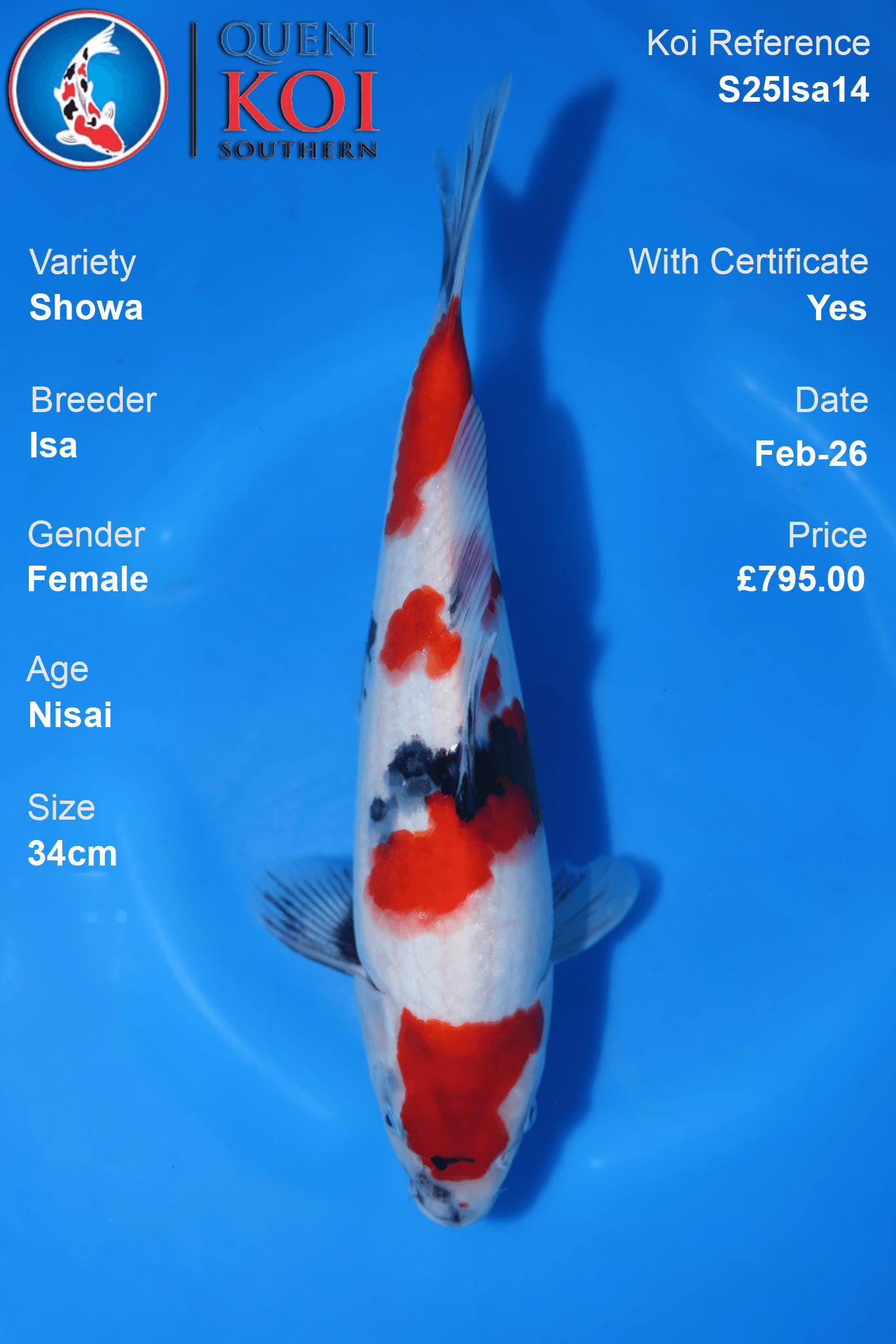 Showa Koi S25Isa14 female Nisai 34cm koi