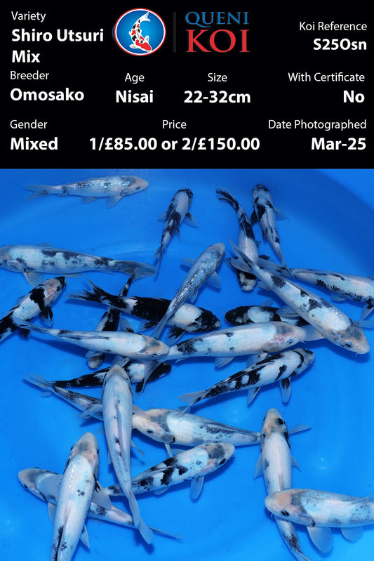 Shiro Utsuri Mix - S25Osn
