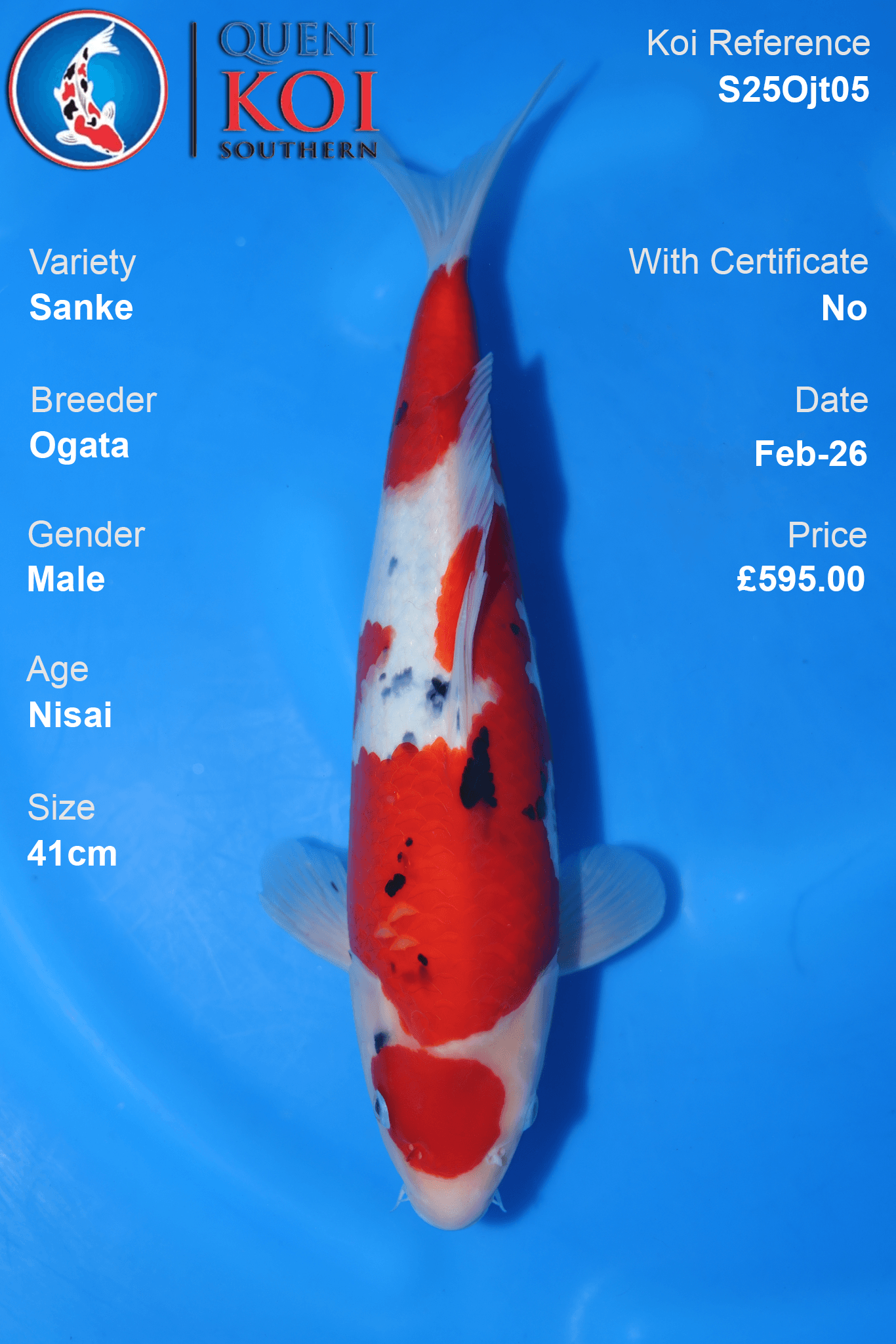 Sanke Koi S25Ojt05 male Nisai 41cm koi